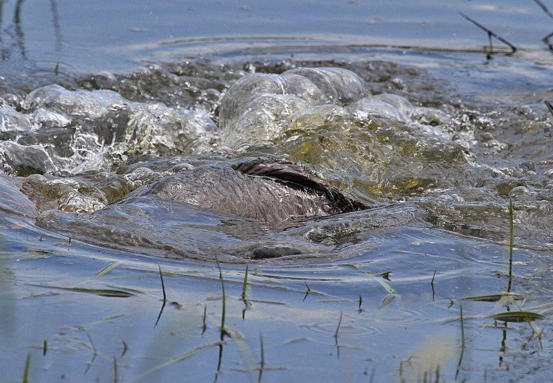 fishing 2 - 945065523514484350991531116521n.jpg